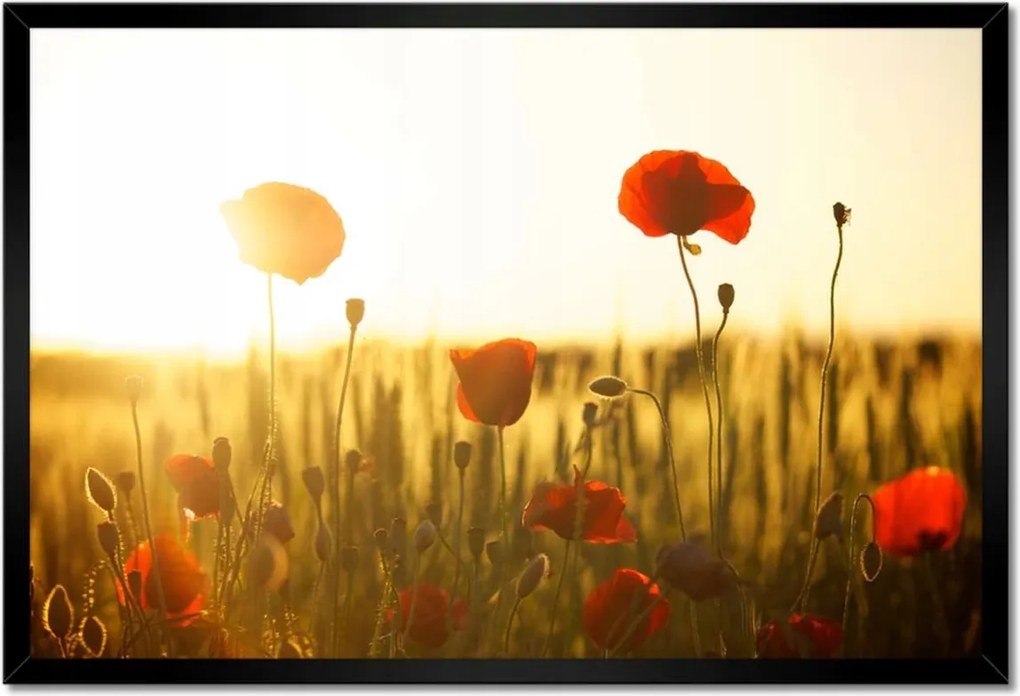 Poszterek keretben 60x40 Pipacsok napfelkeltekor