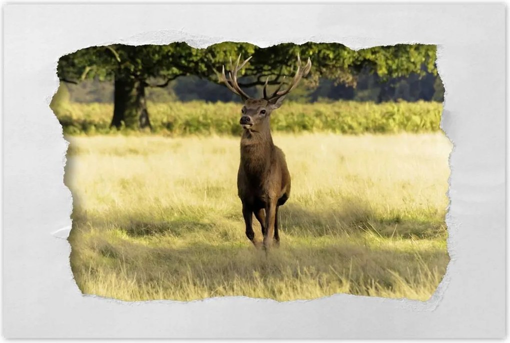Poszterek 90x60 Szarvas a réten az erdőben