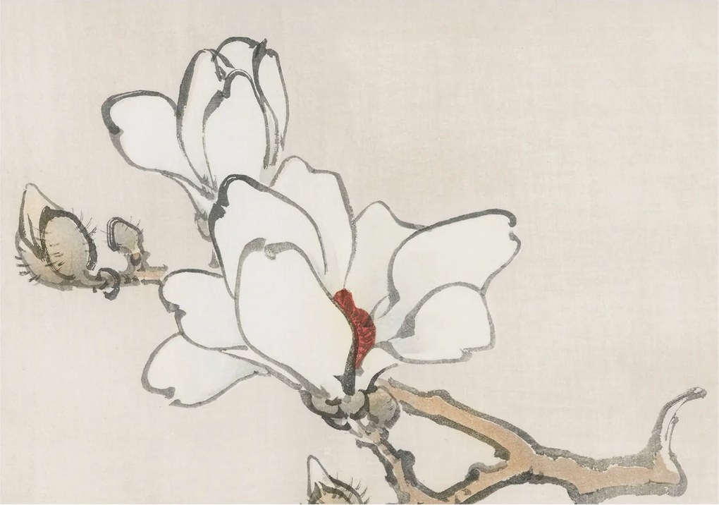 Dekoratív Fotótapéta Fali Falra Finom magnólia 312x219 Ragasztó