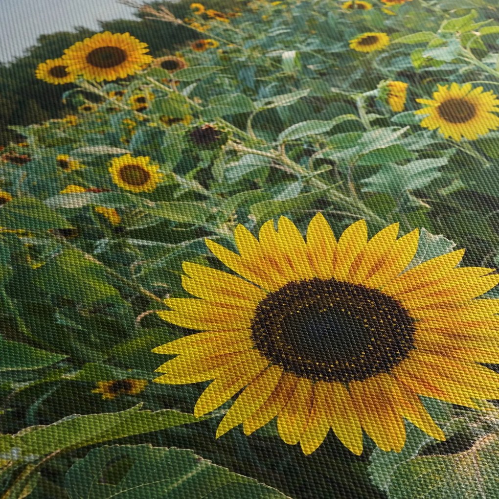 Kép - Napraforgómező II. (150x105 cm)