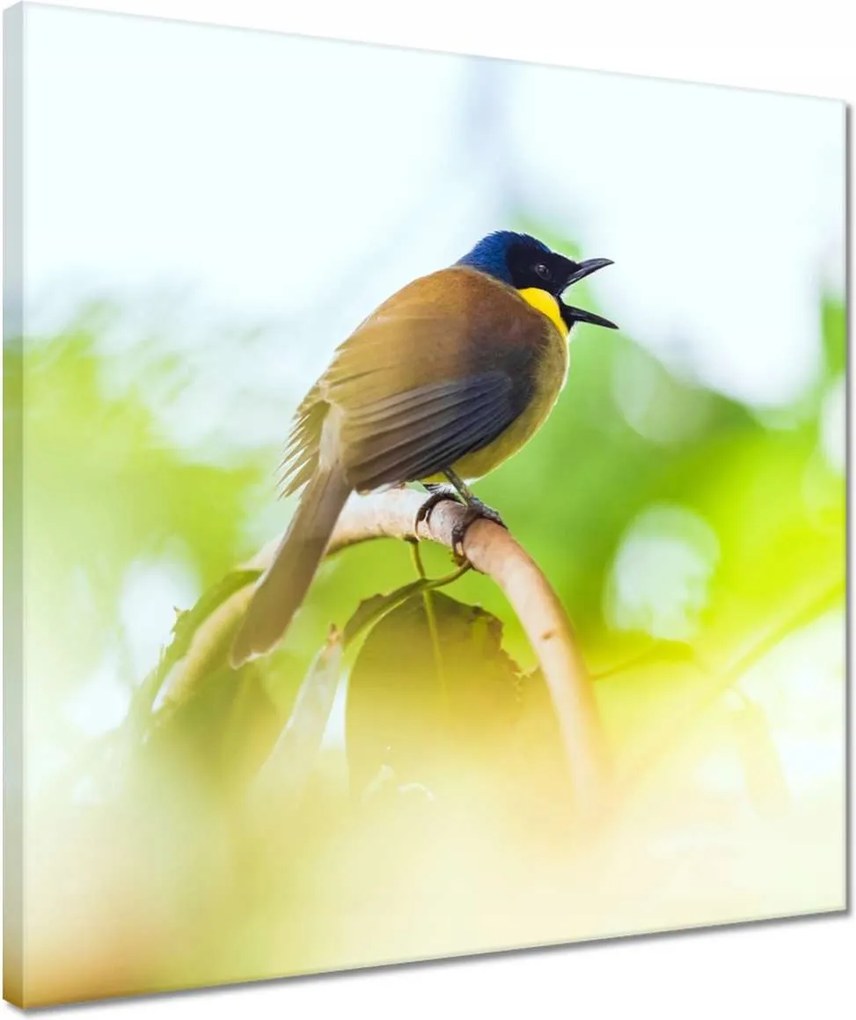 Vászonkép 40x40 Madarak