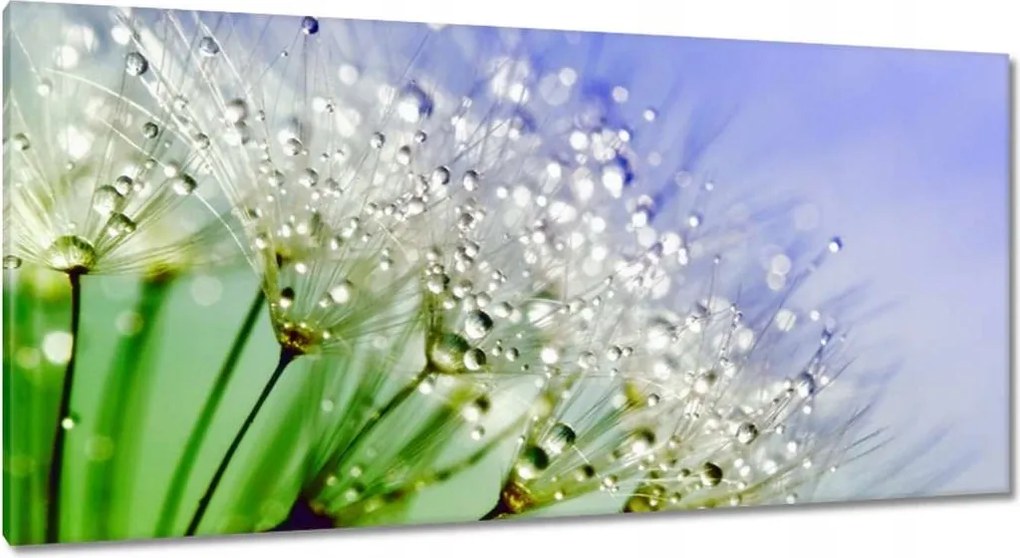 Vászonkép 115x55 Pitypang harmatcseppek