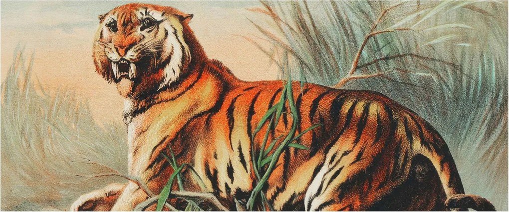 Dekoratív fotótapéta falra Könnyű összeszerelés Tigris természet 250x104 Ragasztó