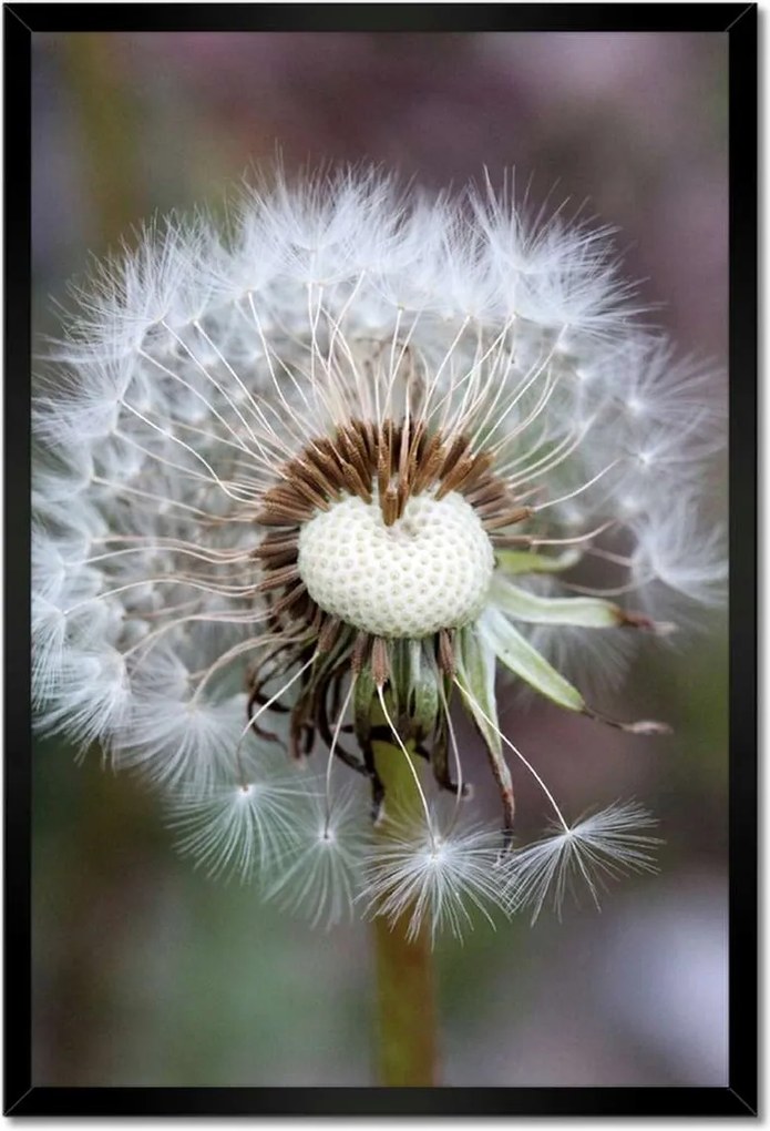 Poszterek keretben 40x60 Pitypang Virág Virágok