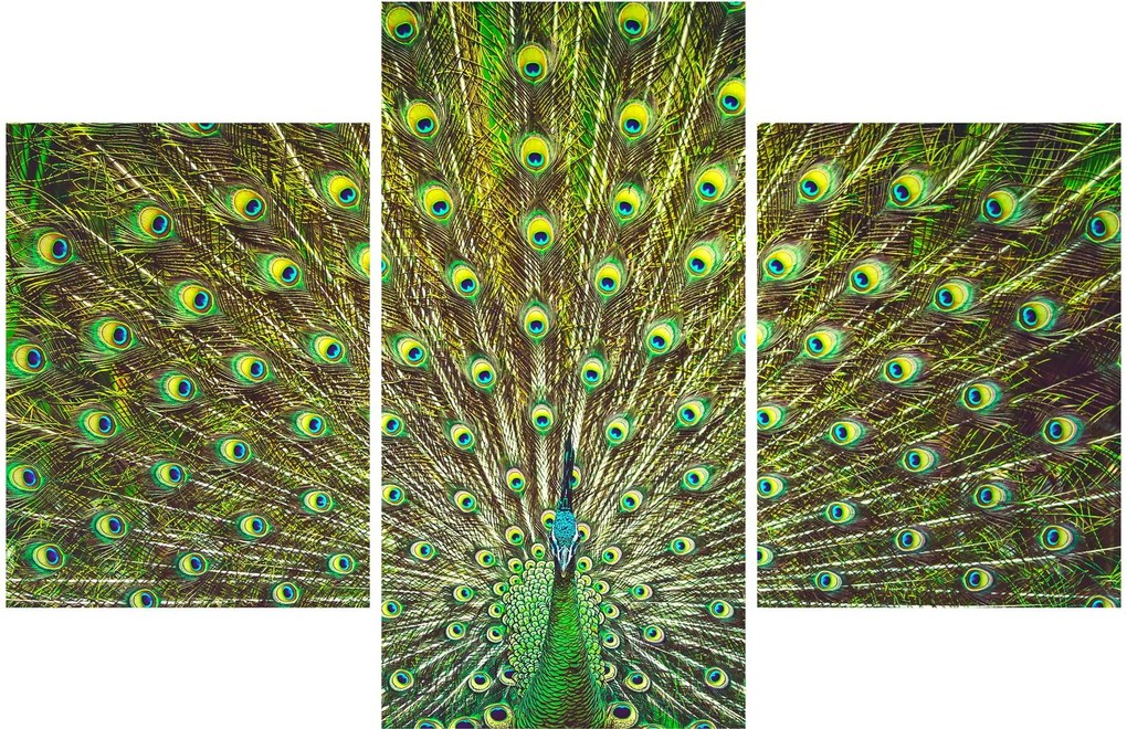 Kép - Páva (90x60 cm)