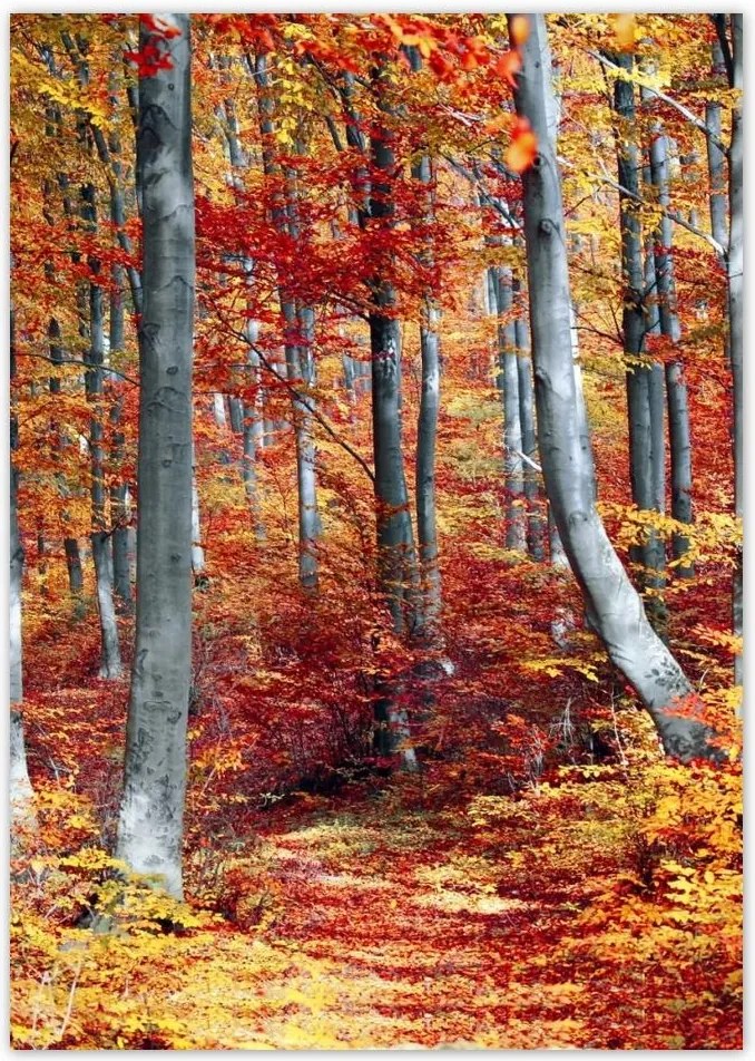 Poszterek A4 Pion Erdei táj Kilátás