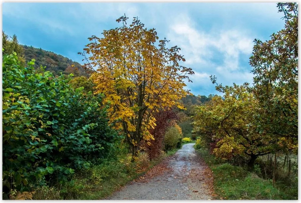 Poszterek 120x80 Őszi fák