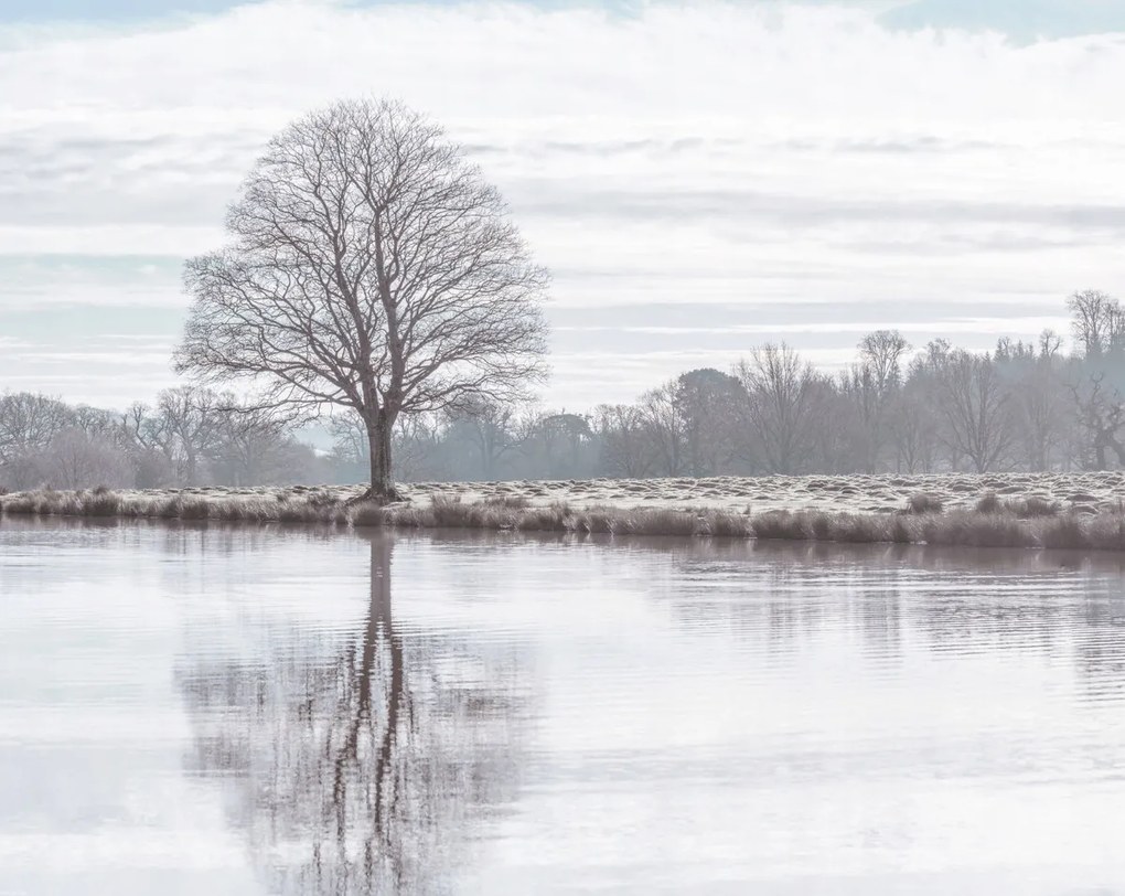Poszter 76x60,5cm Fa tükröződése a tóban, Assaf Frank