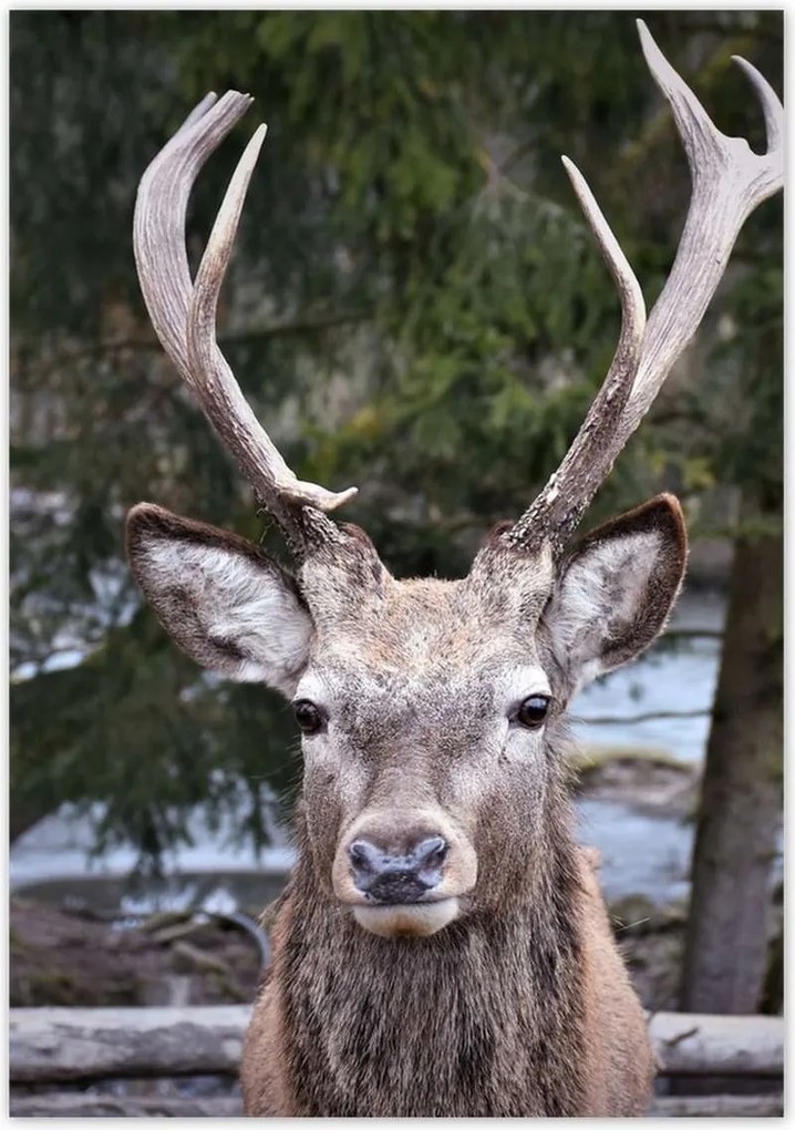 Poszterek 70x100 Szarvas agancs