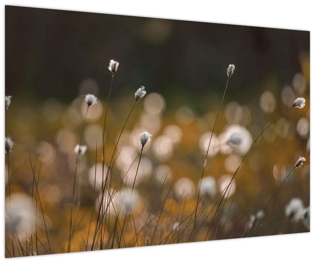 Kép - Gyapotfűvel borított rét N⁰2 (90x60 cm)