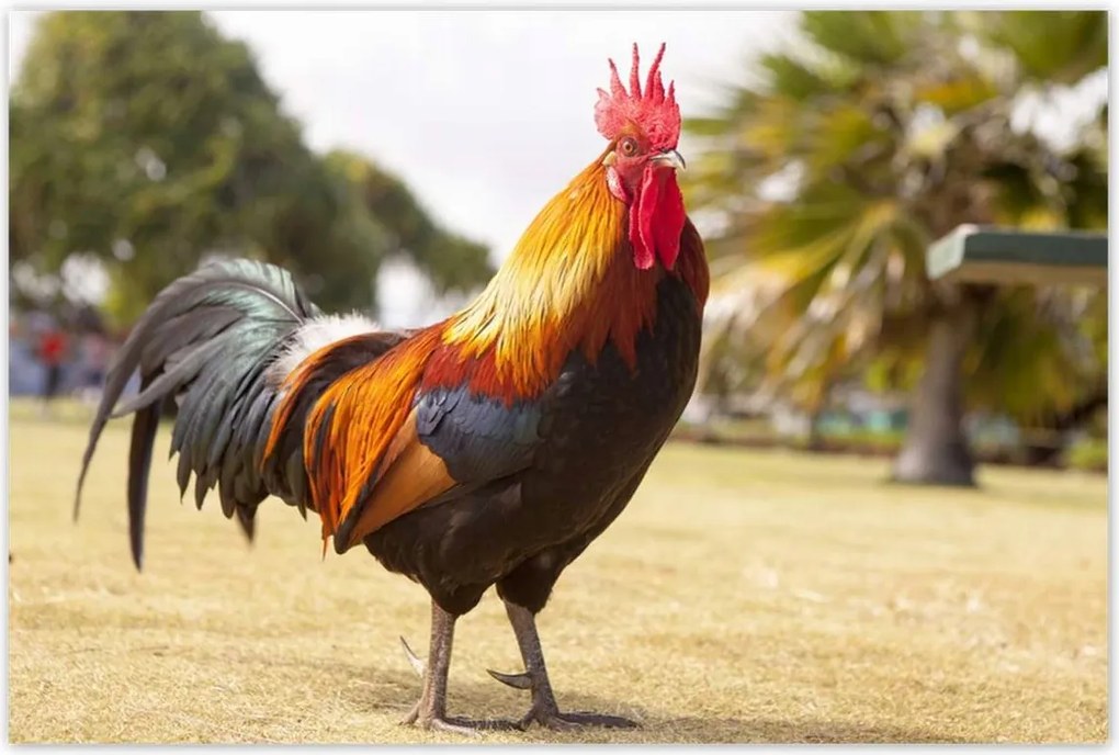 Poszterek 120x80 Kakas