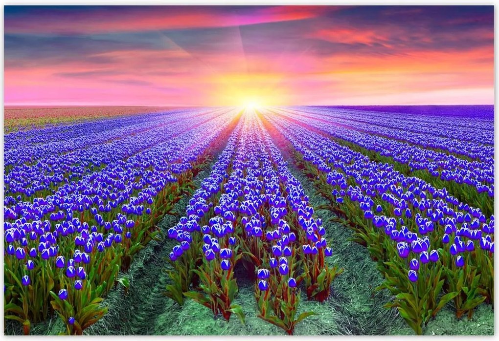 Poszterek 185x125 Tulipánok tengere Tulipánok