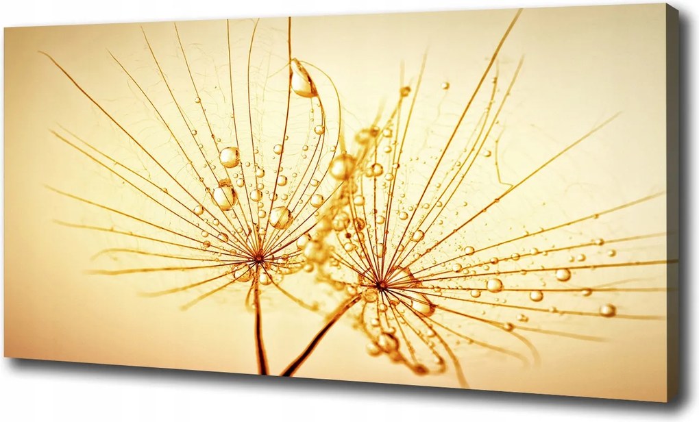 Vászonkép Pitypang magok 120x60 cm