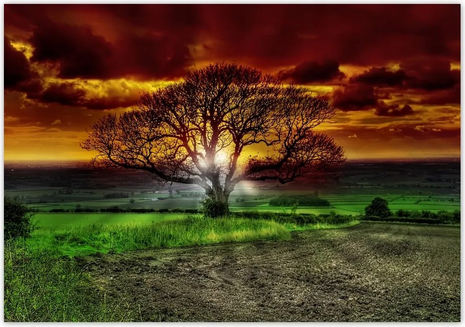 Fotótapéta flizelina 416x290 Varázslatos fa