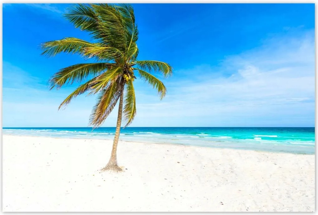 Poszterek 120x80 Trópusok Tájkép Pálma