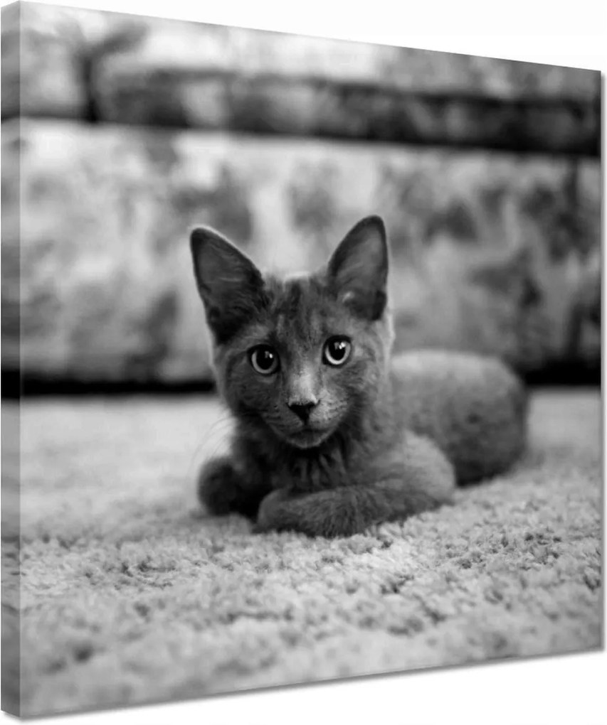 Vászonkép 30x30 Cica