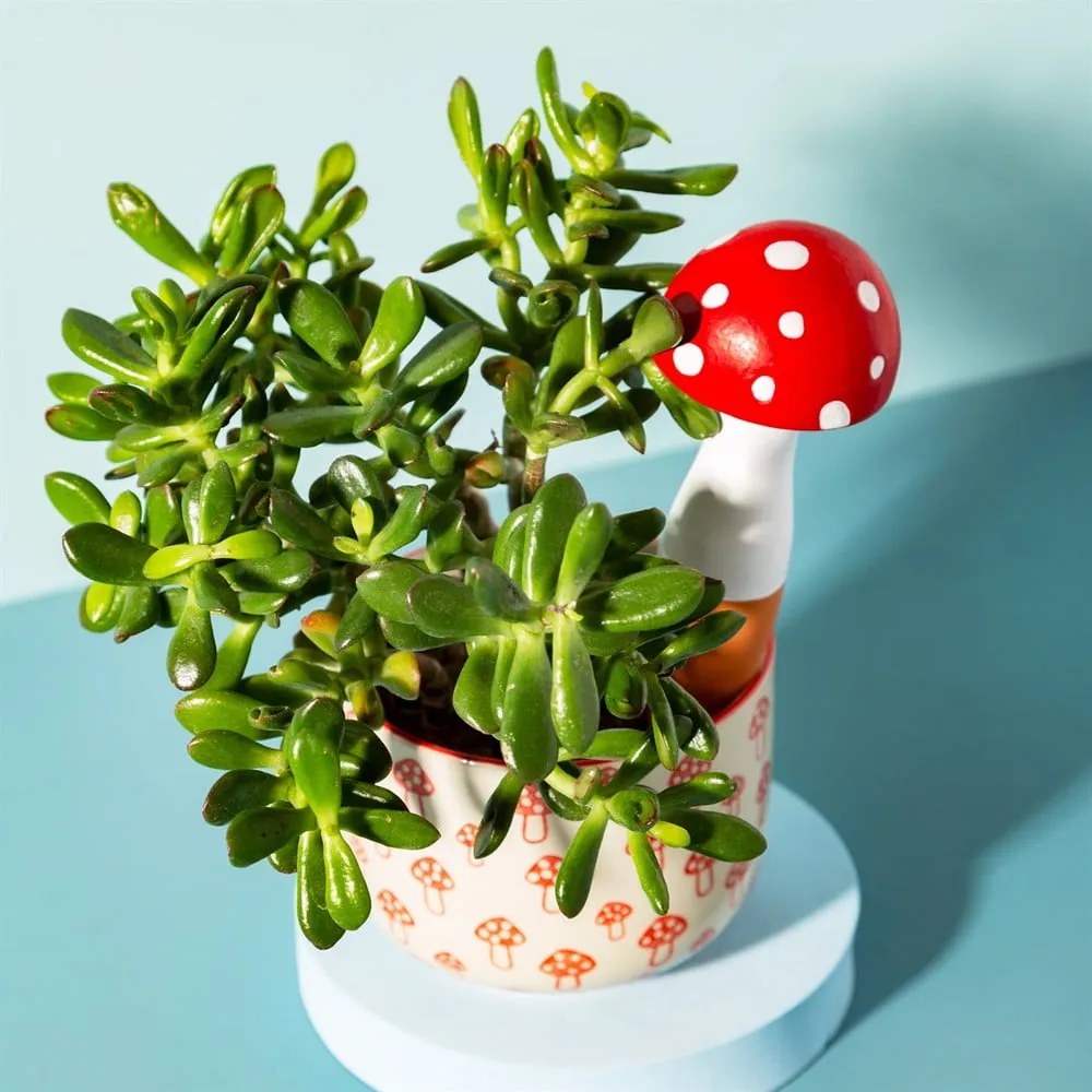 Terrakotta öntöző Mushroom – Sass &amp; Belle