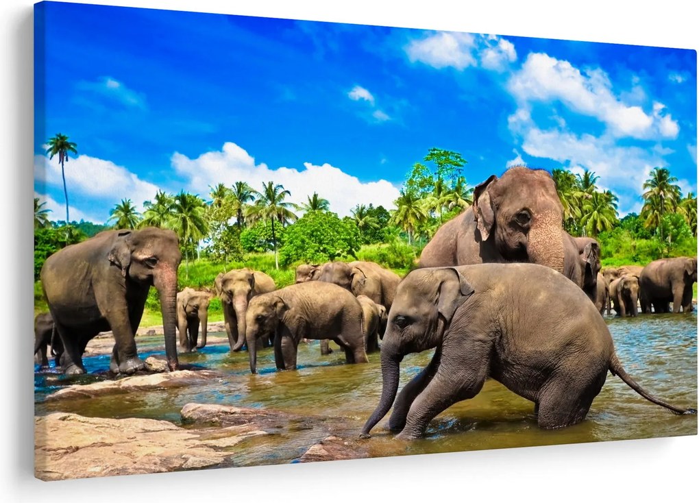 Kép - Elefántok, Sri Lanka (90x60 cm)