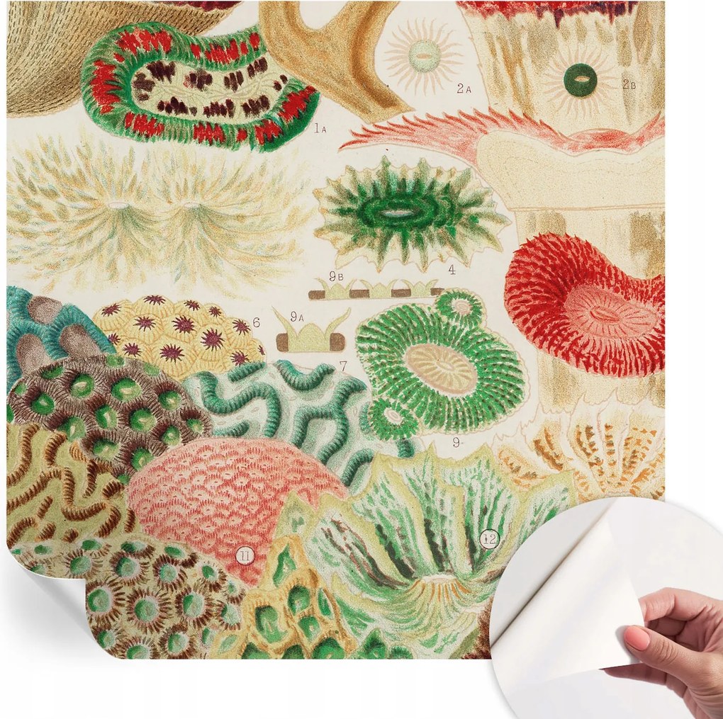 Fali fotótapéta Hálószobába Nappaliba Organikus formák 250x250 cm