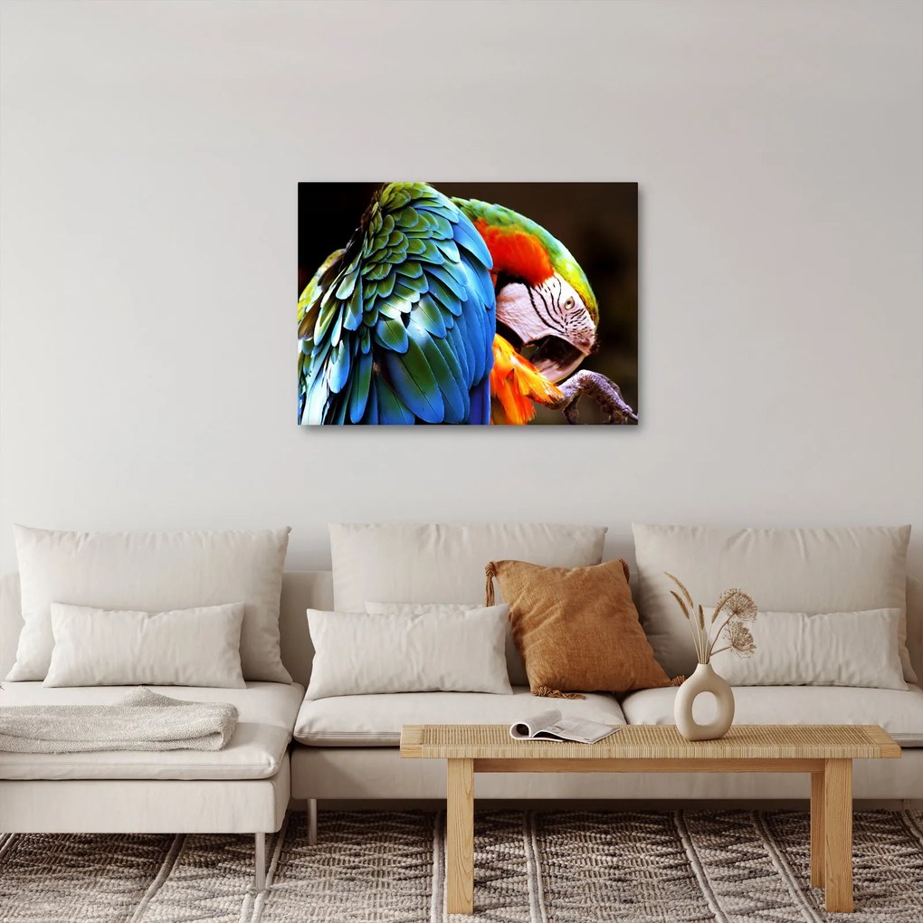 Kép - Papagáj (70x50 cm)