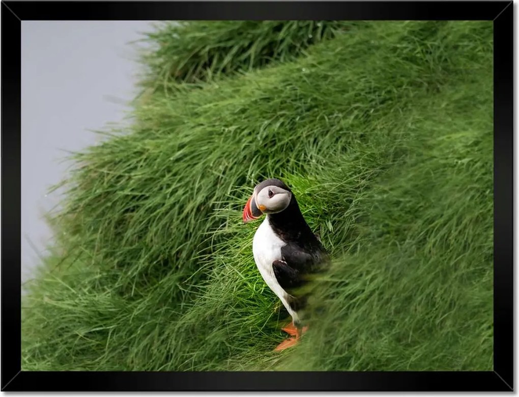 Poszterek keretben 40x30 Madarak