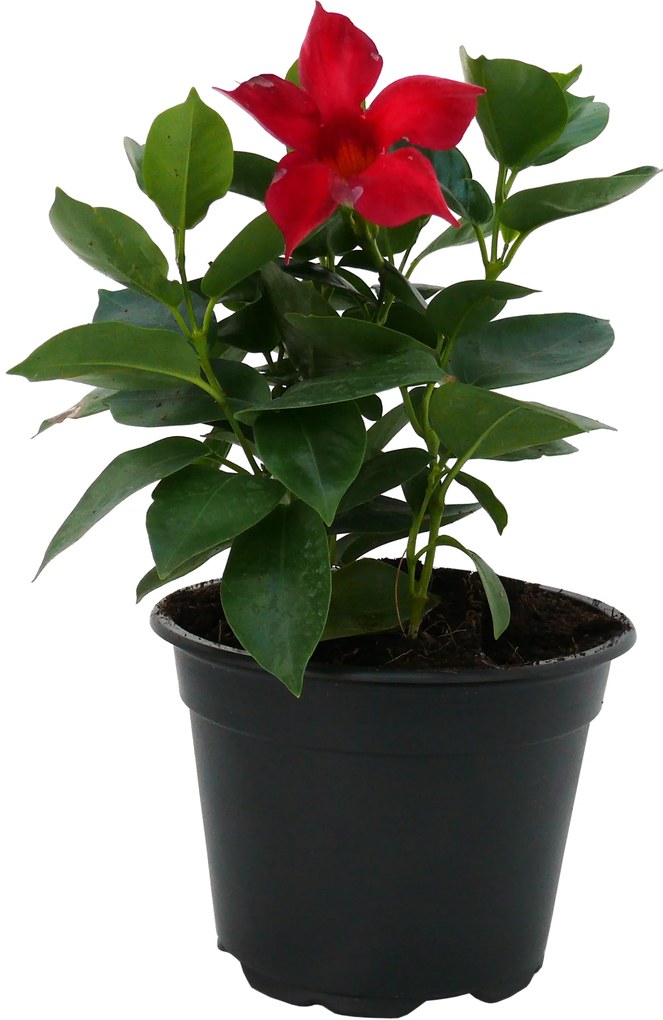 TÖLCSÉRJÁZMIN CS:12CM MANDEVILLA