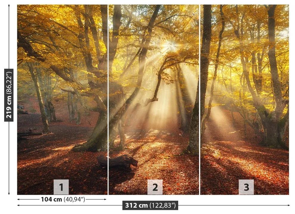 Fotótapéta magic Forest 104x70 cm