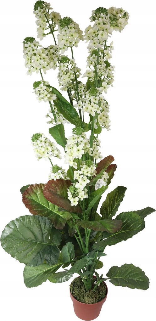 Fehér Repcevirág cserépben 130cm magas Művirágok Élőként