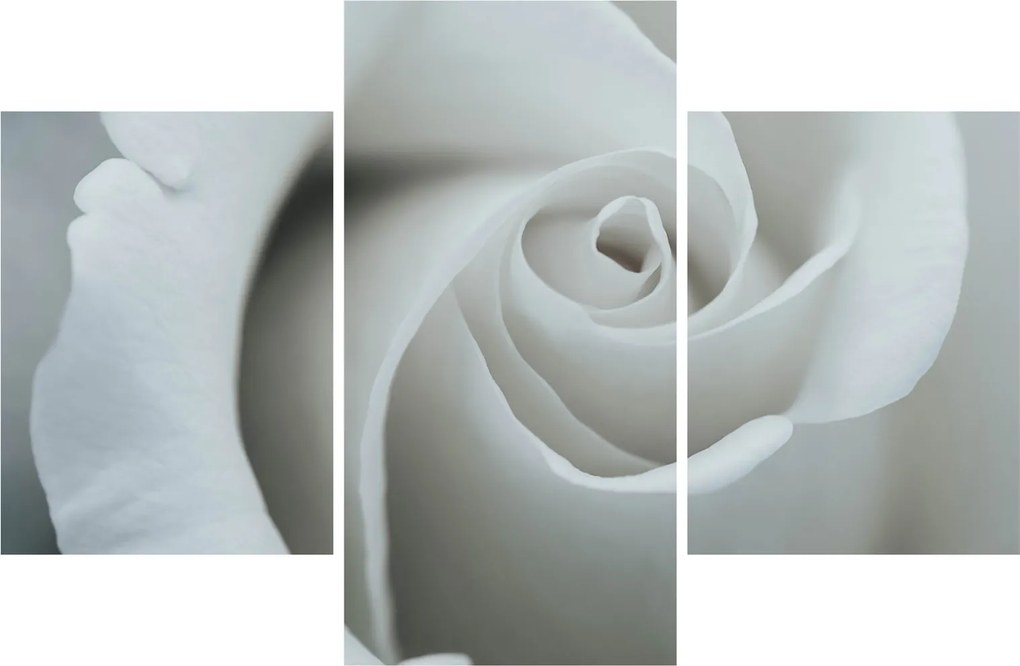 Kép - Fehér rózsa (90x60 cm)
