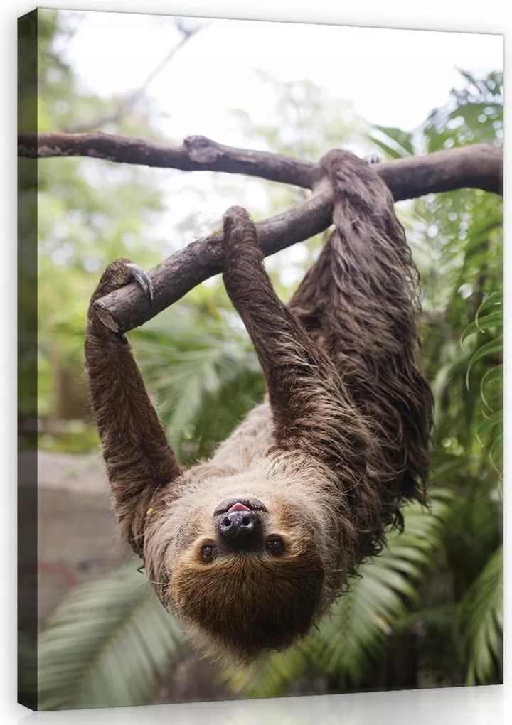 Falikép lajhár vászonkép 75x100