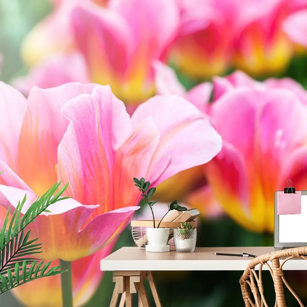 Öntapadó fotótapéta tulipános rét