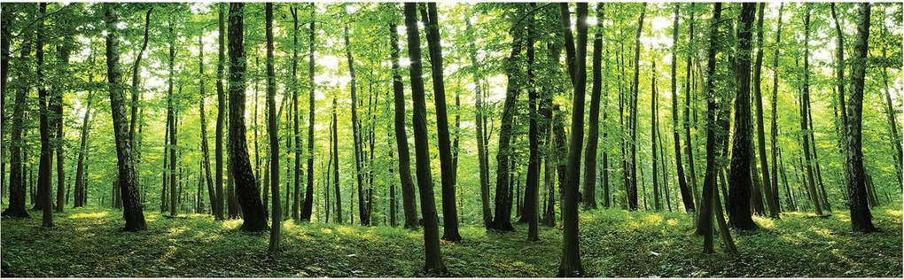 Fotótapéta Erdei szimfónia Napsütötte erdő Zöld oázis 832x254 +ragasztó
