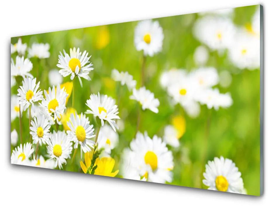 Üvegkép falra Daisy Flower Plant 140x70 cm