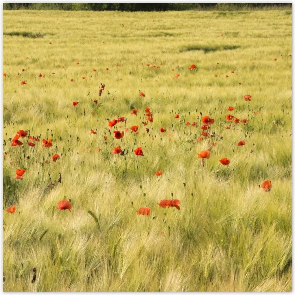 Poszterek 100x100 Pipacsok a mezőn
