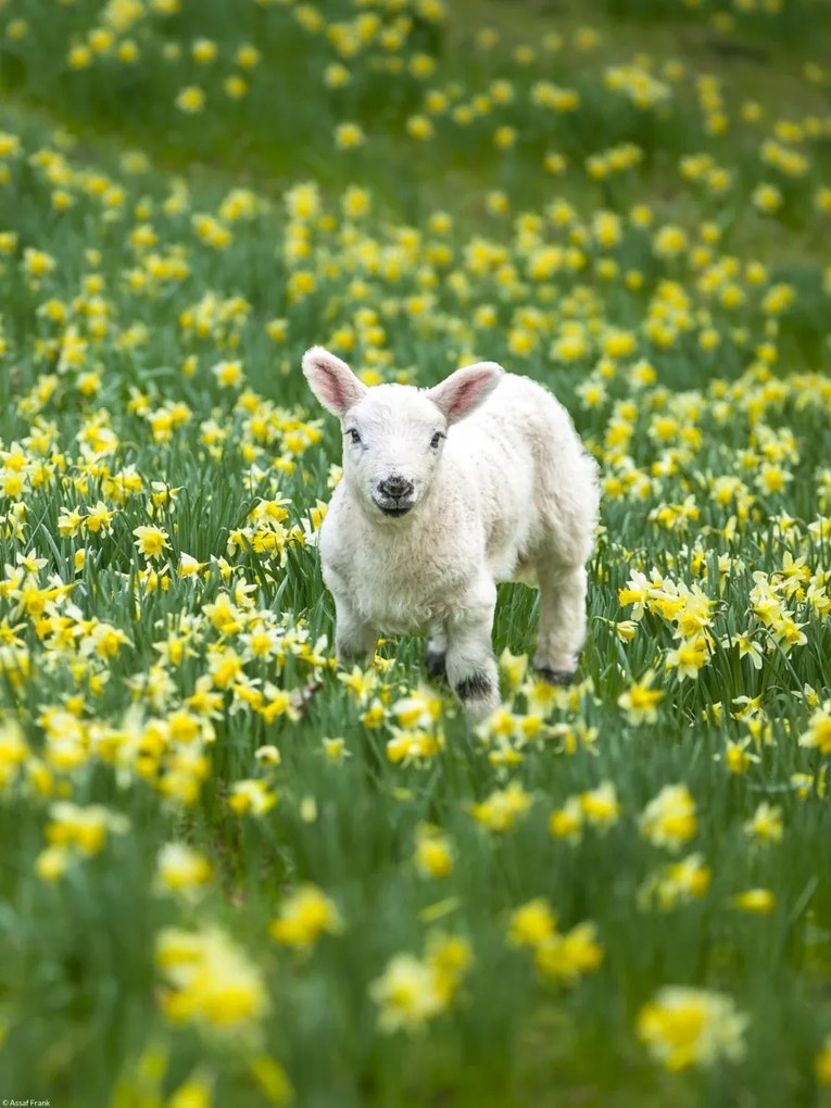 Poszter 30x40cm Bárány a nárciszmezőn, Assaf Frank
