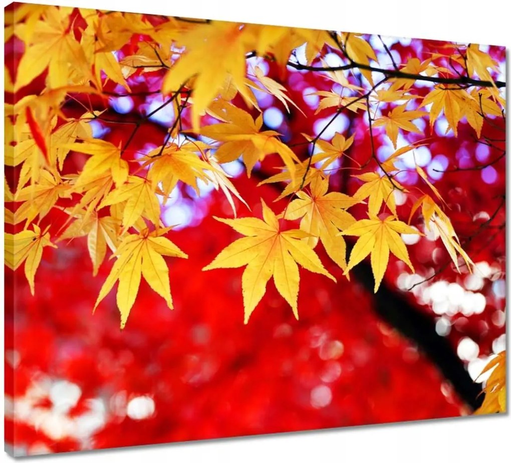 Vászonkép 50x40 Sárga őszi levél