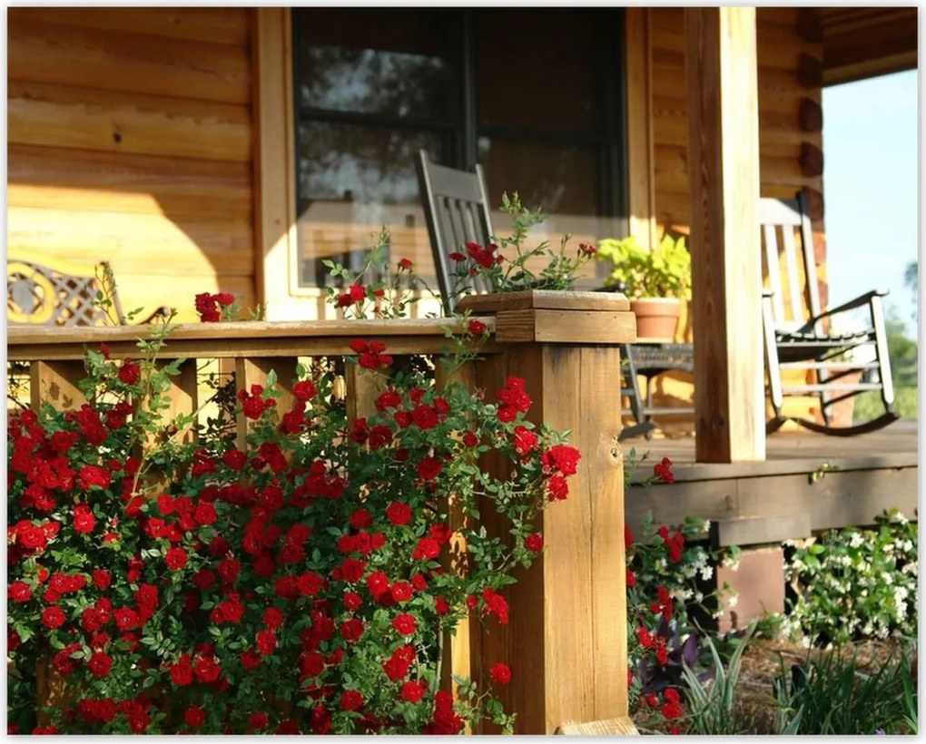 Poszterek 50x40 Fa veranda