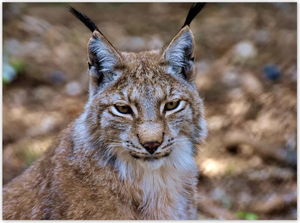Poszterek 135x100 Hiúz közelről Vadmacska
