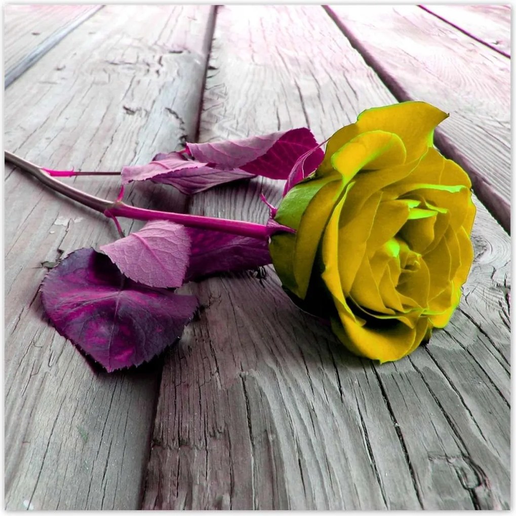 Poszterek 140x140 Freeky rose