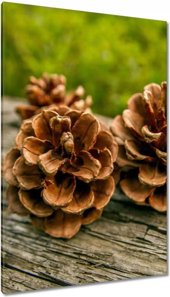 Vászonkép 80x120 Tobozok a kertben