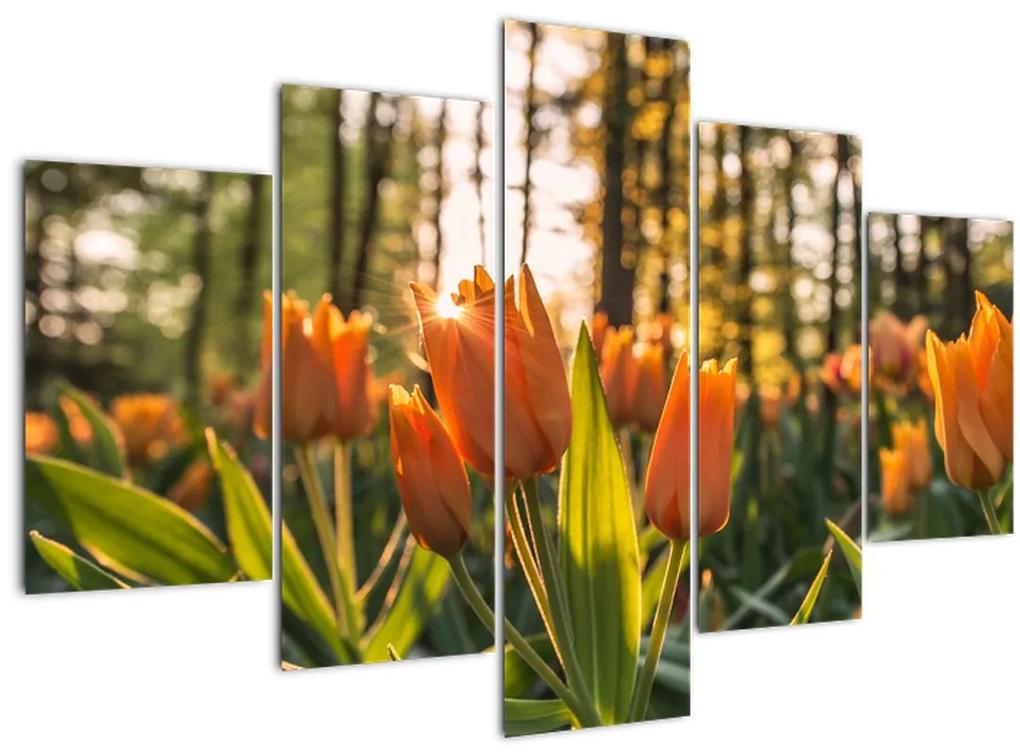 Narancssárga tulipán képe (150x105 cm)