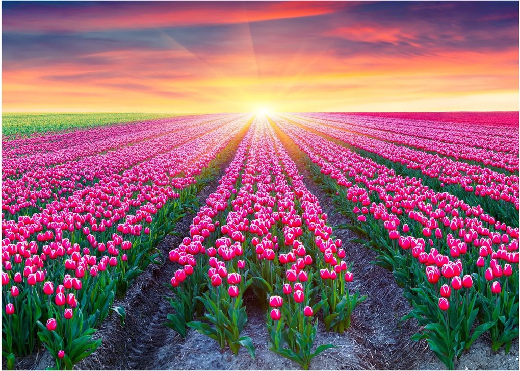 Tulipán mező és a nap képe (üvegen) (70x50 cm)