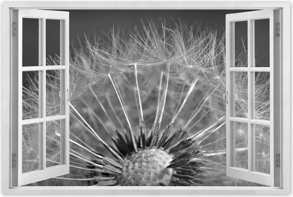 Poszterek 60x40 Pitypang Virág Virágok