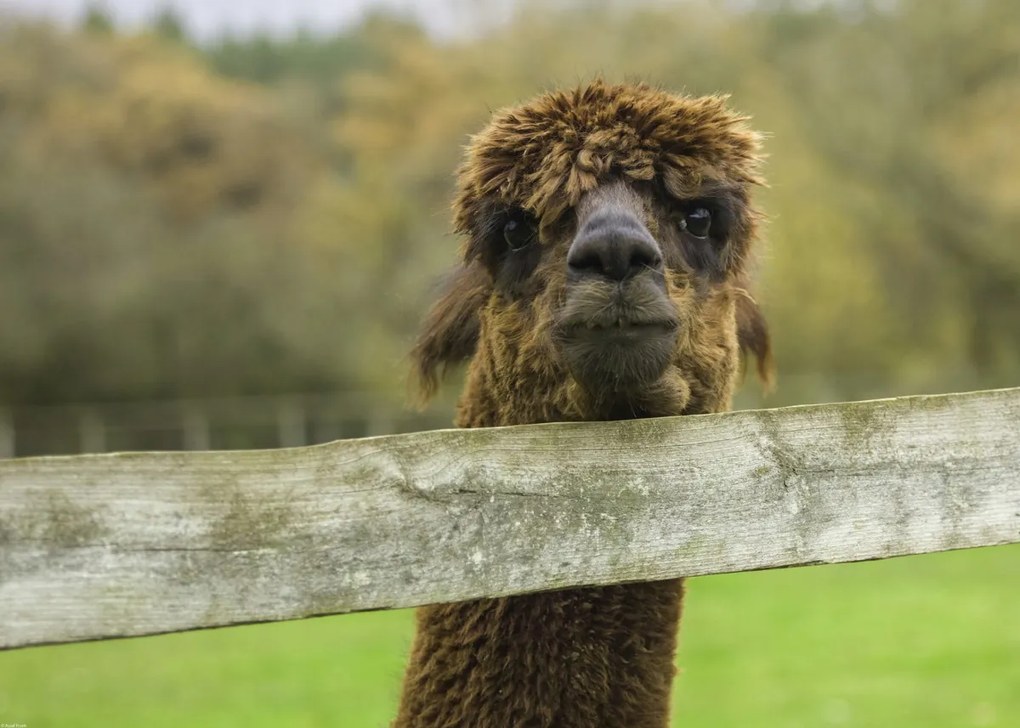 Poszter 70x50cm Közelkép az Alpokról, Assaf Frank