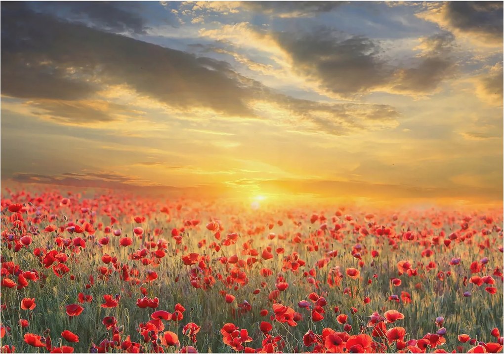 Flizelin fotótapéta Flizelin Design Pipacs mező 208x146 Ragasztó