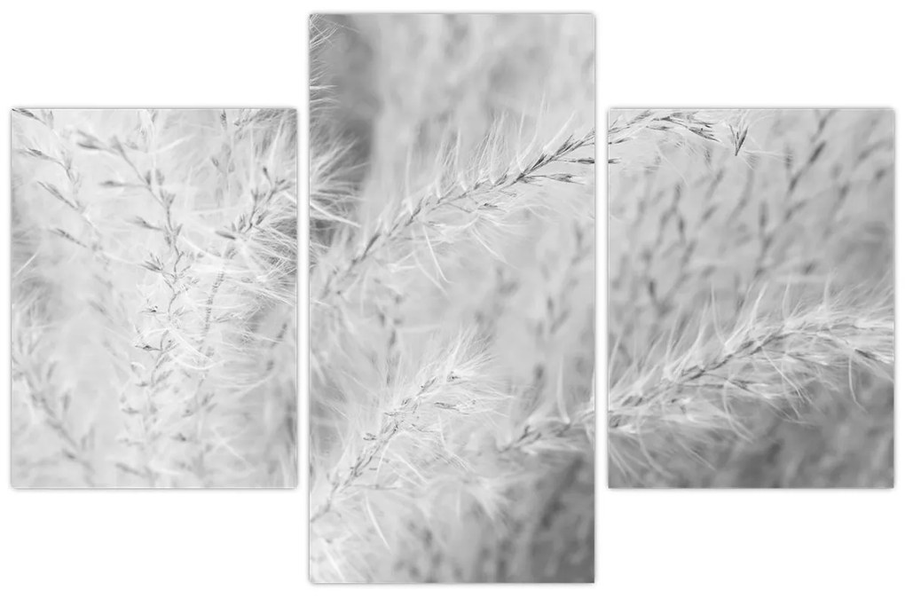 Kép - Pampafű N⁰1 (90x60 cm)