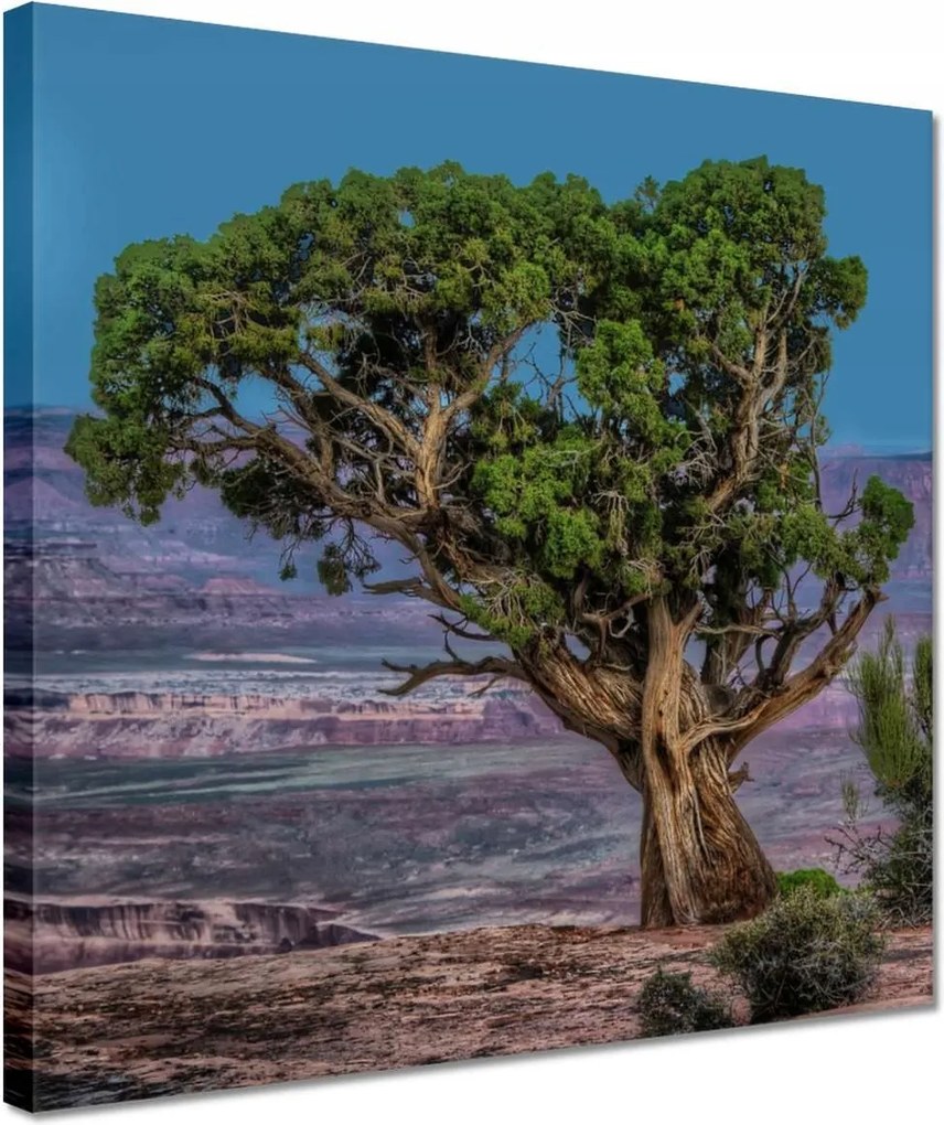 Festmények 30x30 Kilátás Tájkép