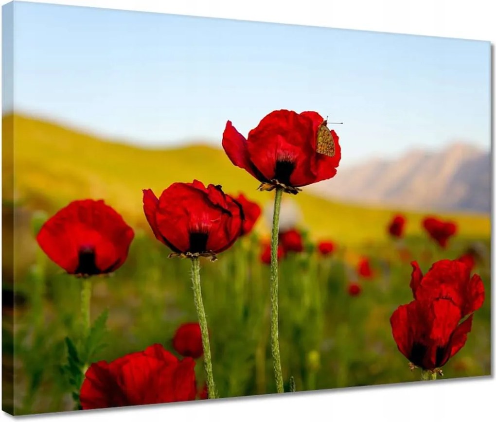 Vászonkép 40x30 Piros pipacs Virágok Hegyek