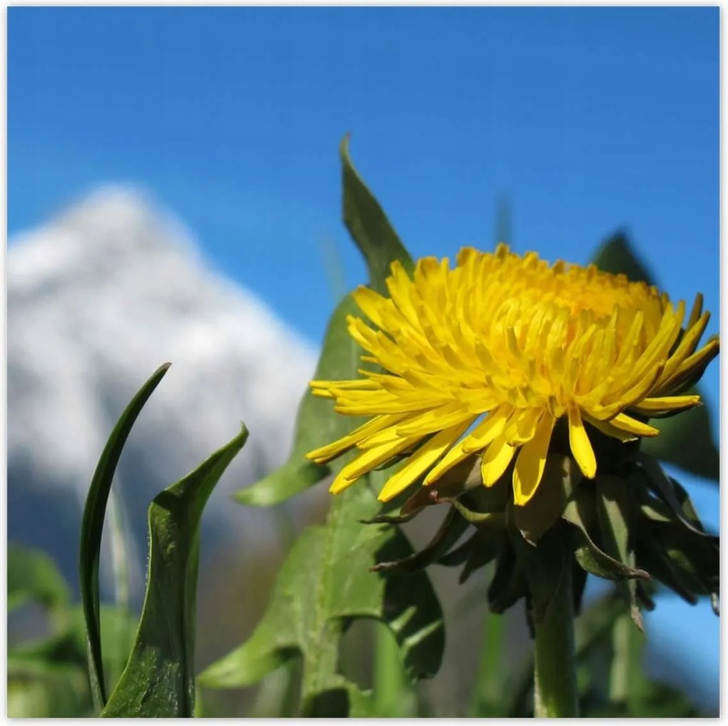 Poszterek 100x100 Alpesi tej