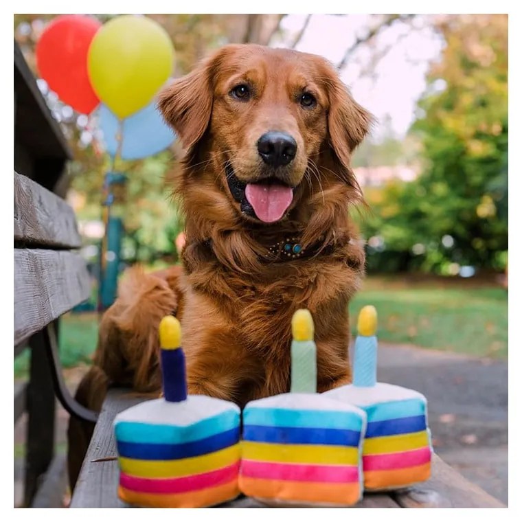 Játék kutyáknak Birthday Cake - P.L.A.Y.